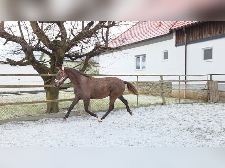 Węgierski koń sportowy Klacz 3 lat 165 cm Kasztanowata in Unterwart