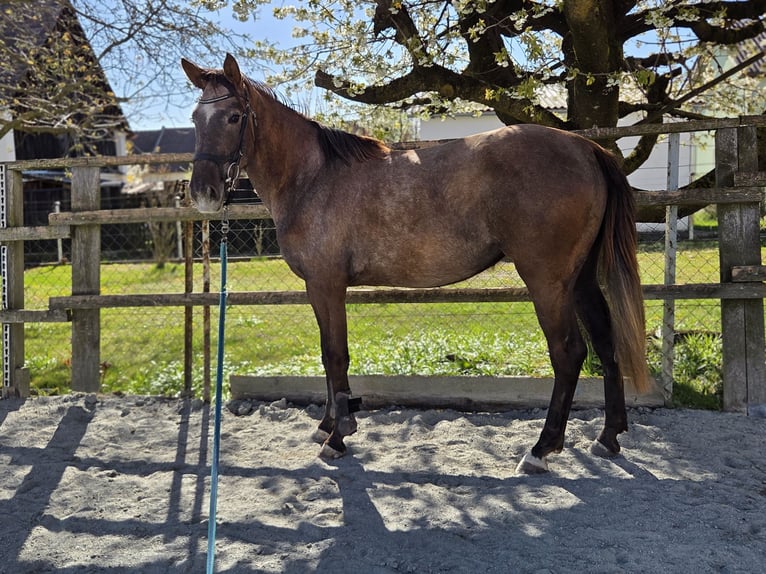 Węgierski koń sportowy Klacz 3 lat 165 cm  in Unterwart