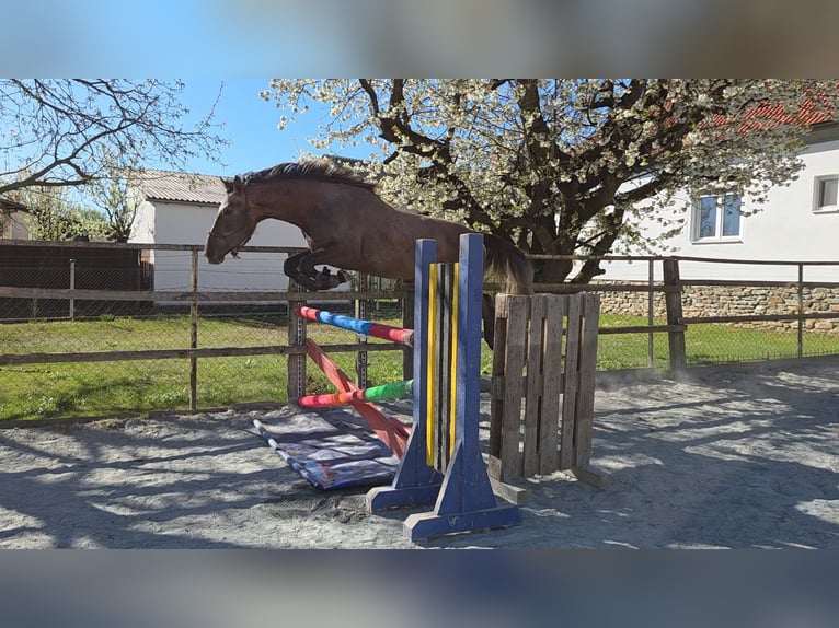 Węgierski koń sportowy Klacz 3 lat 165 cm  in Unterwart