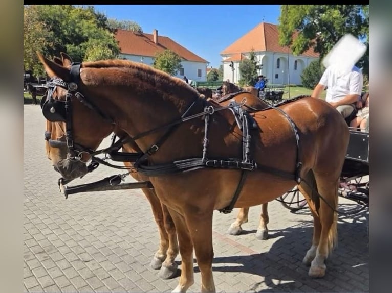 Węgierski koń sportowy Klacz 4 lat 165 cm Ciemnokasztanowata in Tass