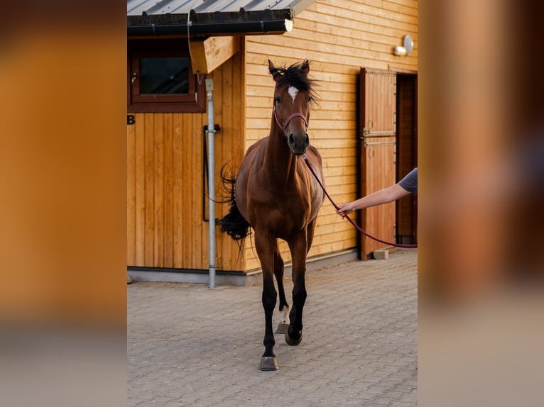 Węgierski koń sportowy Klacz 4 lat 168 cm Gniada in Gheorgheni