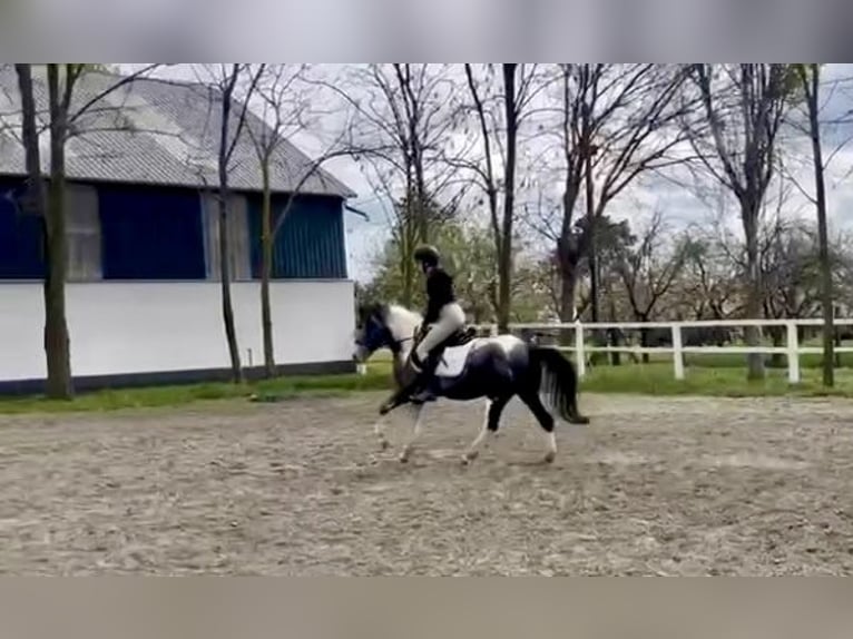 Węgierski koń sportowy Klacz 5 lat 143 cm Srokata in Vecsés