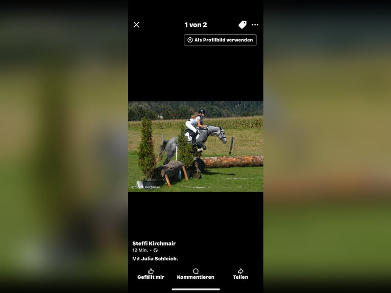 Węgierski koń sportowy Klacz 5 lat 147 cm Siwa jabłkowita in Stams