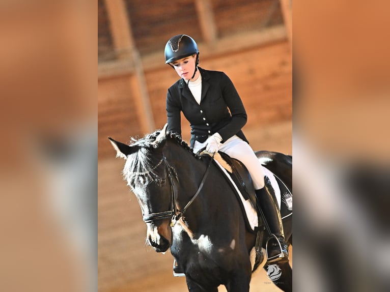 Węgierski koń sportowy Klacz 5 lat 166 cm Kara in Tragwein