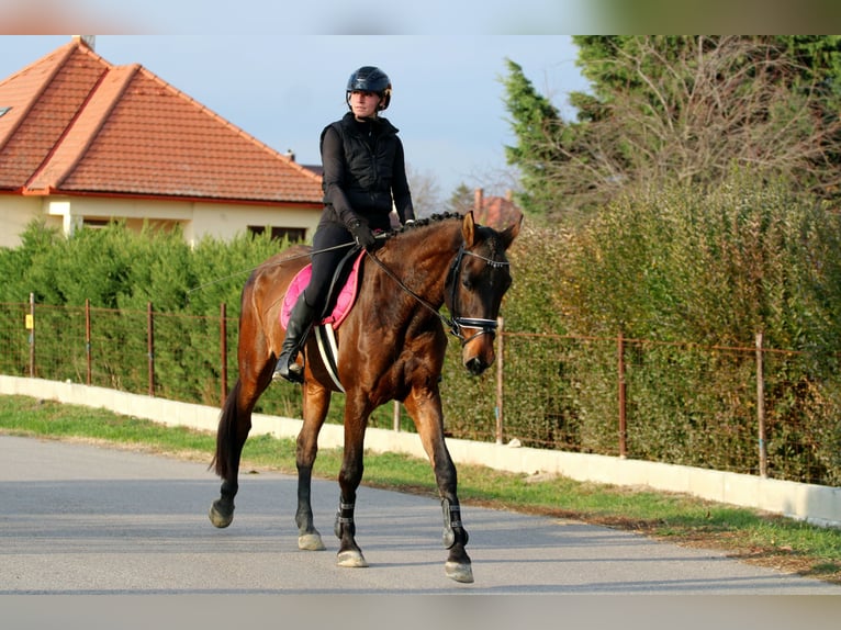 Węgierski koń sportowy Klacz 5 lat 170 cm Ciemnogniada in Réde