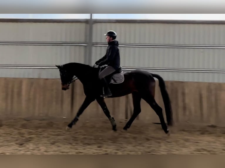 Węgierski koń sportowy Klacz 5 lat 178 cm Gniada in Békés