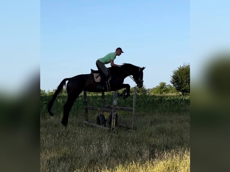Węgierski koń sportowy Klacz 5 lat 178 cm Gniada in Békés