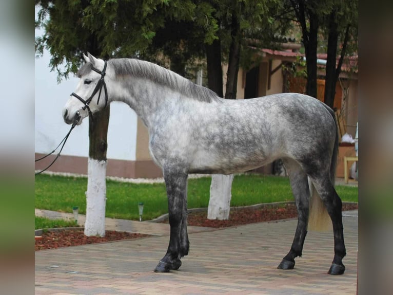 Węgierski koń sportowy Klacz 6 lat 144 cm Siwa in Berlin