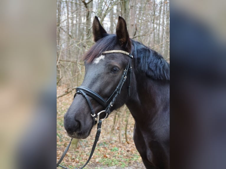 Węgierski koń sportowy Klacz 6 lat 158 cm in Enzesfeld-Lindabrunn