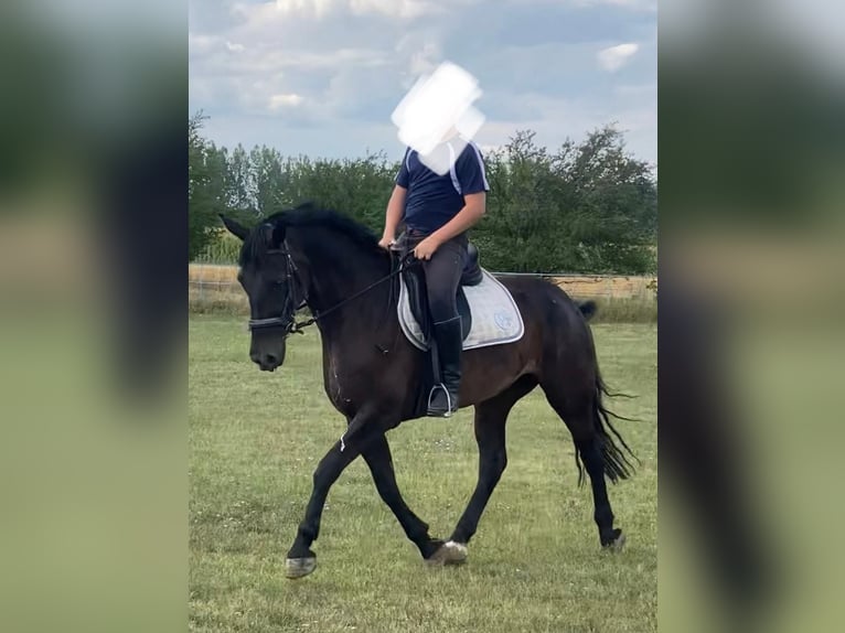Węgierski koń sportowy Klacz 6 lat 160 cm Ciemnogniada in Tass