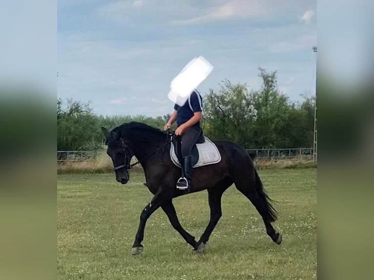 Węgierski koń sportowy Klacz 6 lat 160 cm Ciemnogniada in Tass