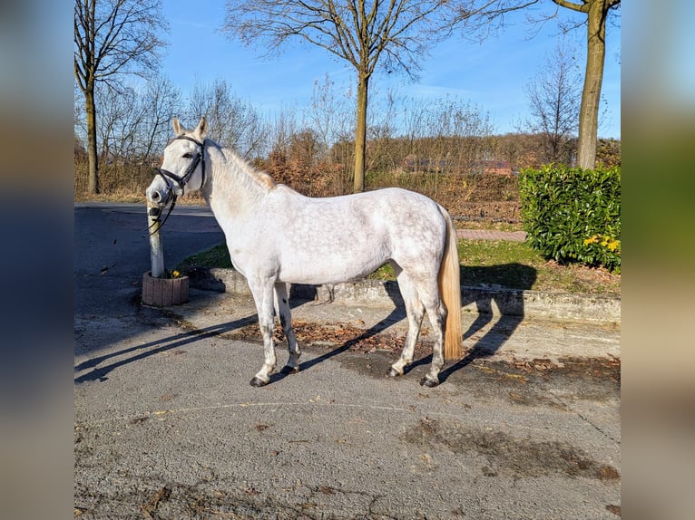 Węgierski koń sportowy Mix Klacz 7 lat 147 cm Siwa in Legden