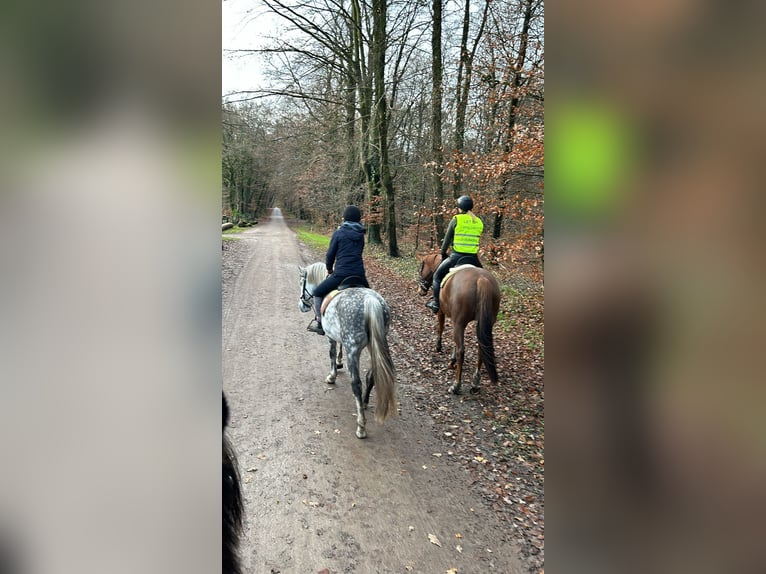 Węgierski koń sportowy Mix Klacz 8 lat 145 cm Stalowosiwy in Oldenzaal