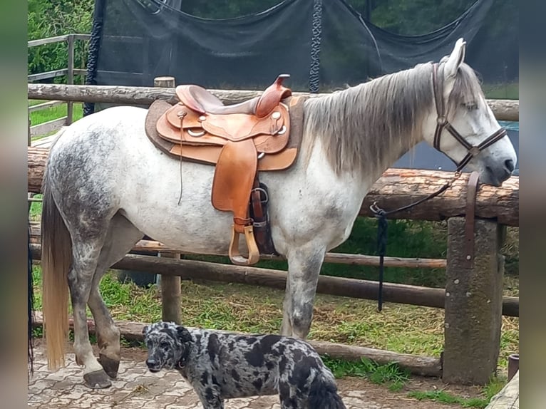 Węgierski koń sportowy Klacz 8 lat 148 cm Siwa in Straubenhardt
