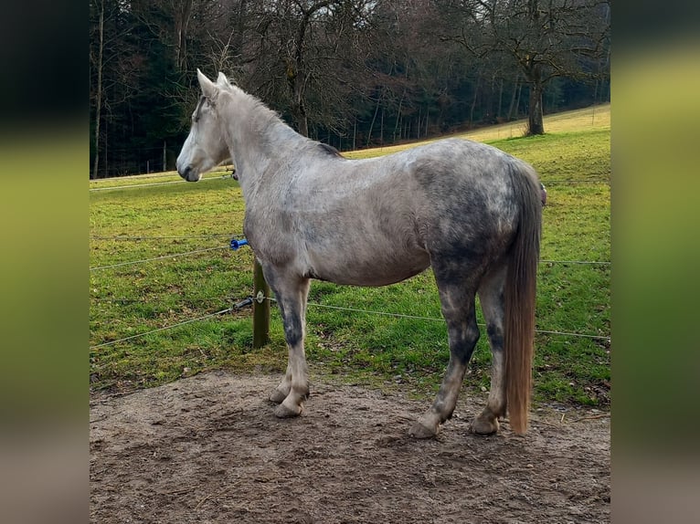 Węgierski koń sportowy Klacz 8 lat 148 cm Siwa in Straubenhardt