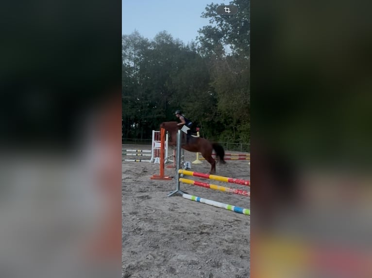 Węgierski koń sportowy Mix Klacz 8 lat 152 cm Kasztanowata in Kupferzell