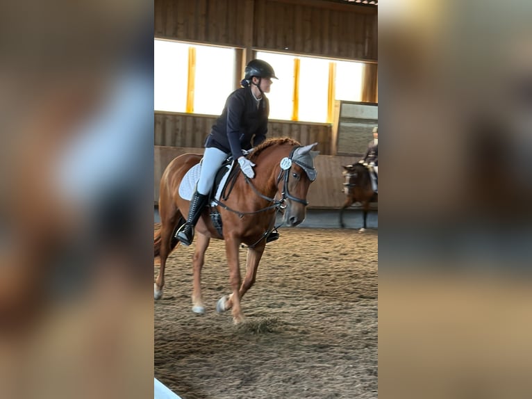 Węgierski koń sportowy Mix Klacz 8 lat 152 cm Kasztanowata in Kupferzell