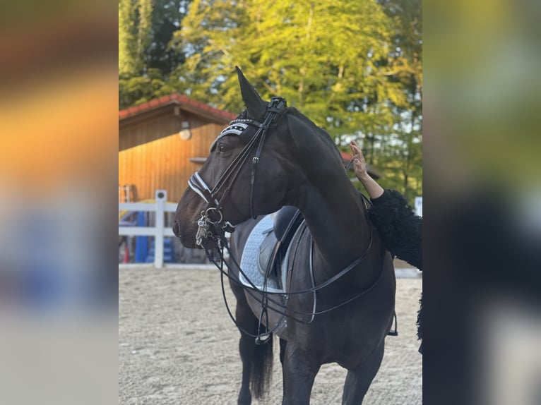 Węgierski koń sportowy Klacz 8 lat 160 cm Skarogniada in Riedering