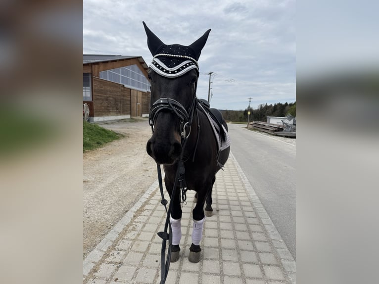 Węgierski koń sportowy Klacz 8 lat 160 cm Skarogniada in Riedering