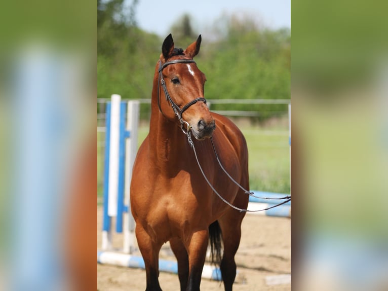 Węgierski koń sportowy Klacz 8 lat 165 cm Gniada in Békésszentandrás