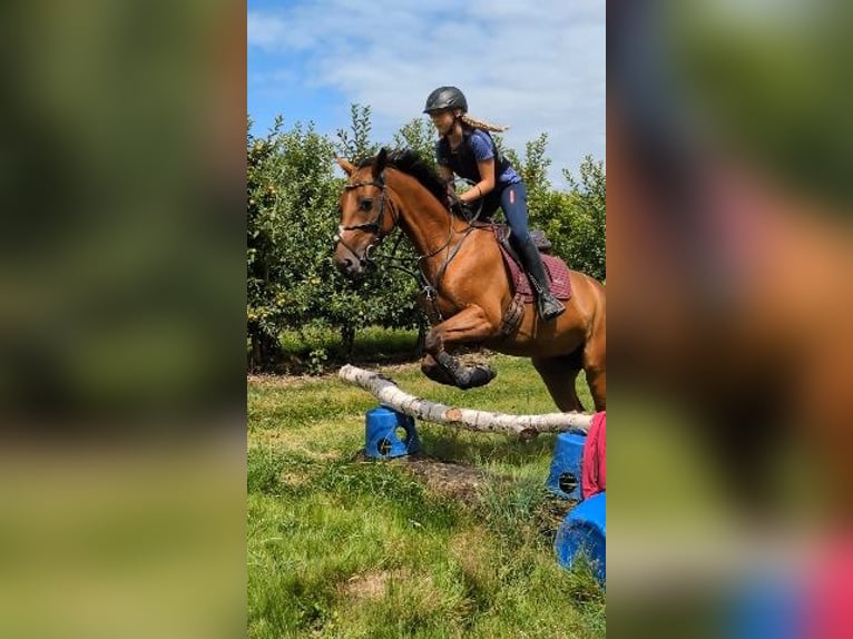 Węgierski koń sportowy Klacz 8 lat 166 cm  in Bodolz