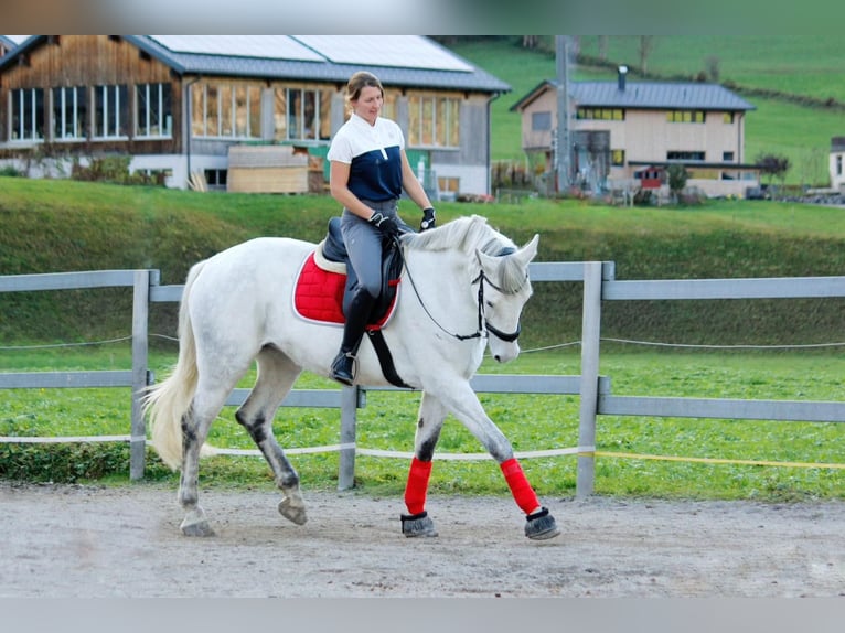 Węgierski koń sportowy Klacz 8 lat 177 cm Siwa jabłkowita in Au