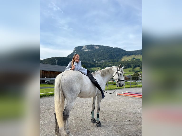 Węgierski koń sportowy Klacz 8 lat 177 cm Siwa jabłkowita in Au