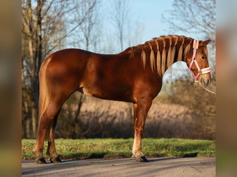 Węgierski koń sportowy Klacz 9 lat 148 cm Kasztanowata in Putten