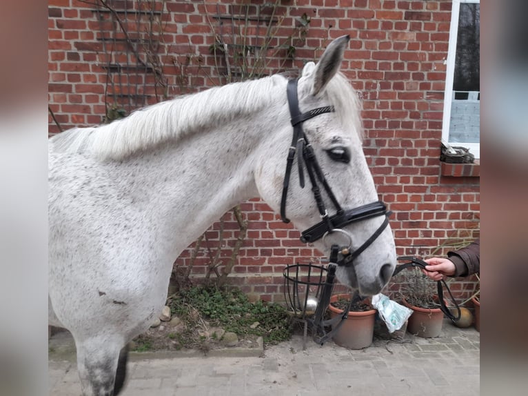 Węgierski koń sportowy Mix Klacz 9 lat 150 cm in Eichstätt