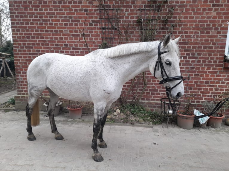 Węgierski koń sportowy Mix Klacz 9 lat 150 cm in Eichstätt