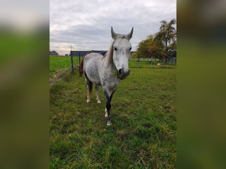 Węgierski koń sportowy Mix Klacz 9 lat 150 cm Siwa jabłkowita in Schärding Vorstadt