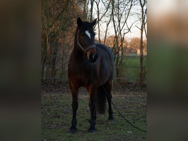 Węgierski koń sportowy Klacz 9 lat 160 cm Ciemnogniada in Zwolle