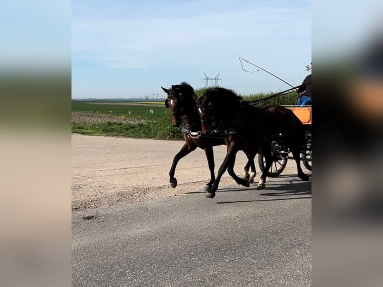 Węgierski koń sportowy Klacz 9 lat 160 cm Gniada in Tass