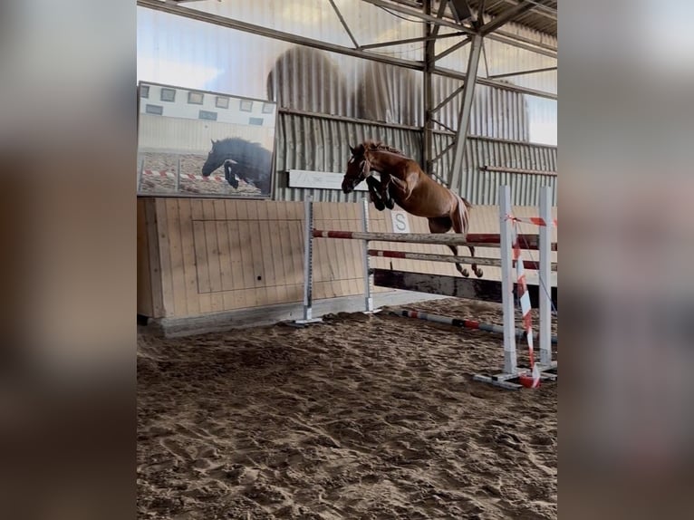 Węgierski koń sportowy Klacz 9 lat 163 cm Kasztanowata in Wiener Neustadt