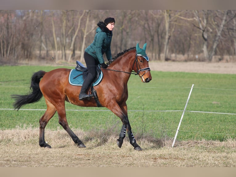 Węgierski koń sportowy Mix Klacz 9 lat 170 cm Gniada in Pér