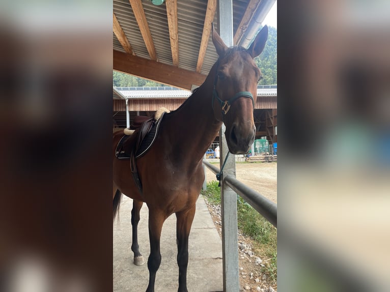 Węgierski koń sportowy Klacz 9 lat 183 cm Gniada in Kirchberg in Tirol