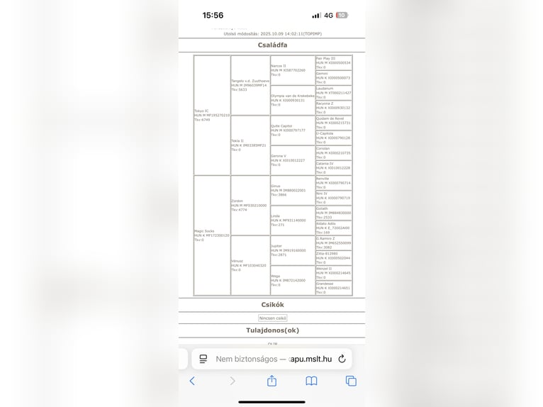 Węgierski koń sportowy Klacz Źrebak (06/2025) Ciemnokasztanowata in Lajosmizse