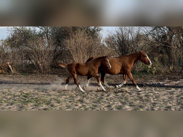 Węgierski koń sportowy Klacz Źrebak (06/2025) Ciemnokasztanowata in Lajosmizse
