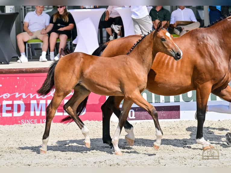 Węgierski koń sportowy Klacz Źrebak (05/2025) Gniada in Karcag
