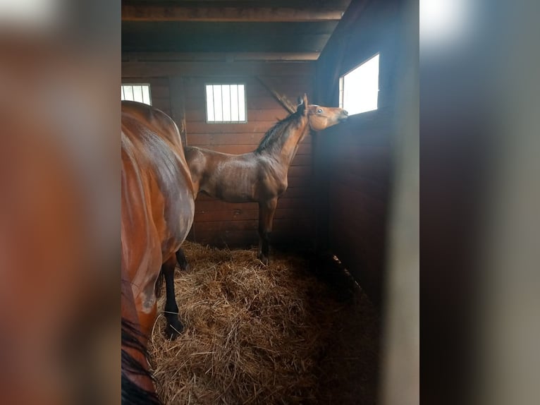 Węgierski koń sportowy Klacz Źrebak (04/2025) Gniada in Karcag Węgierski koń sportowy Klacz Źrebak (04/2025) Gniada in Karcag