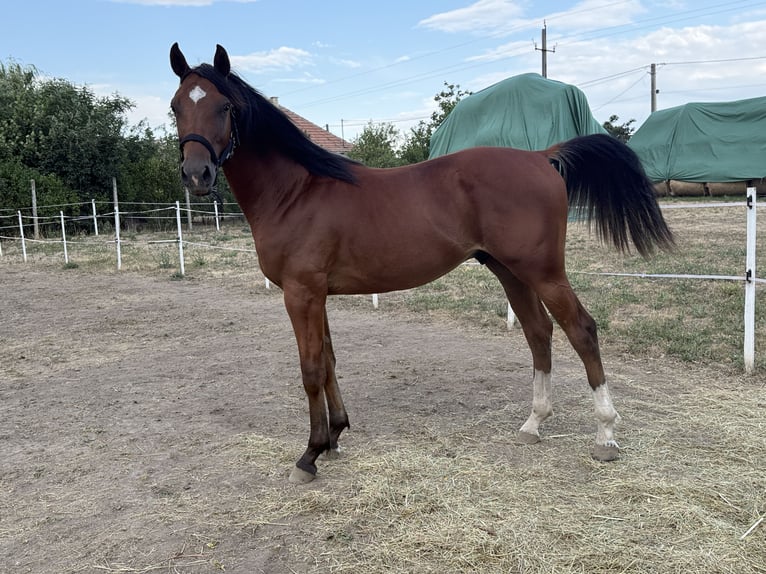 Węgierski koń sportowy Ogier 1 Rok 140 cm Gniada in Nagyrábé