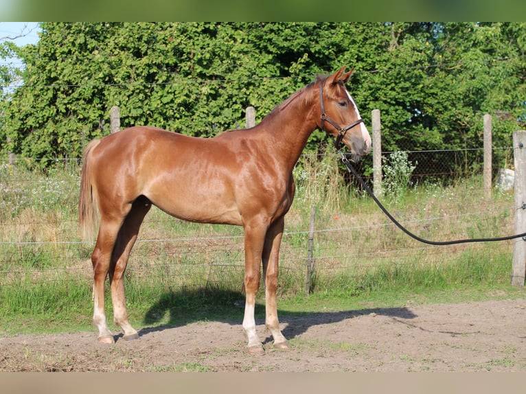 Węgierski koń sportowy Ogier 1 Rok 145 cm Ciemnokasztanowata in Abda