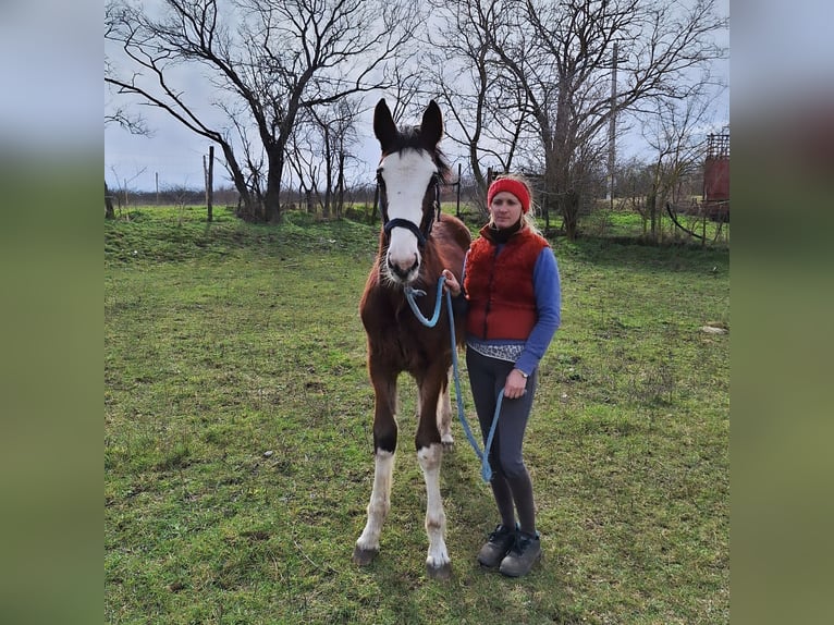 Węgierski koń sportowy Ogier 1 Rok 145 cm Gniada in Komárom, Koppánymonostor