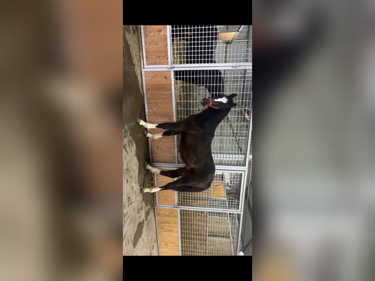 Węgierski koń sportowy Ogier 1 Rok 150 cm Ciemnogniada in Békés