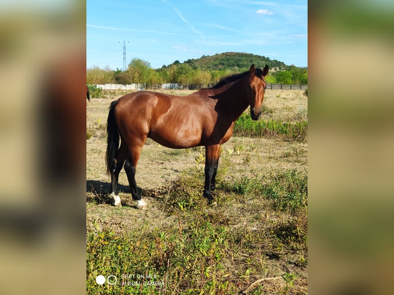 Węgierski koń sportowy Ogier 2 lat 169 cm Gniada in Vác