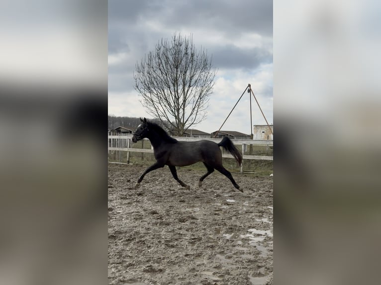 Węgierski koń sportowy Ogier 3 lat 156 cm Siwa in Dévaványa