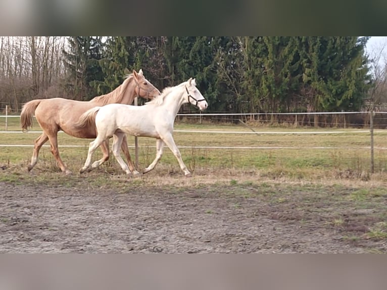 Węgierski koń sportowy Ogier 3 lat 161 cm Cremello in Marcali