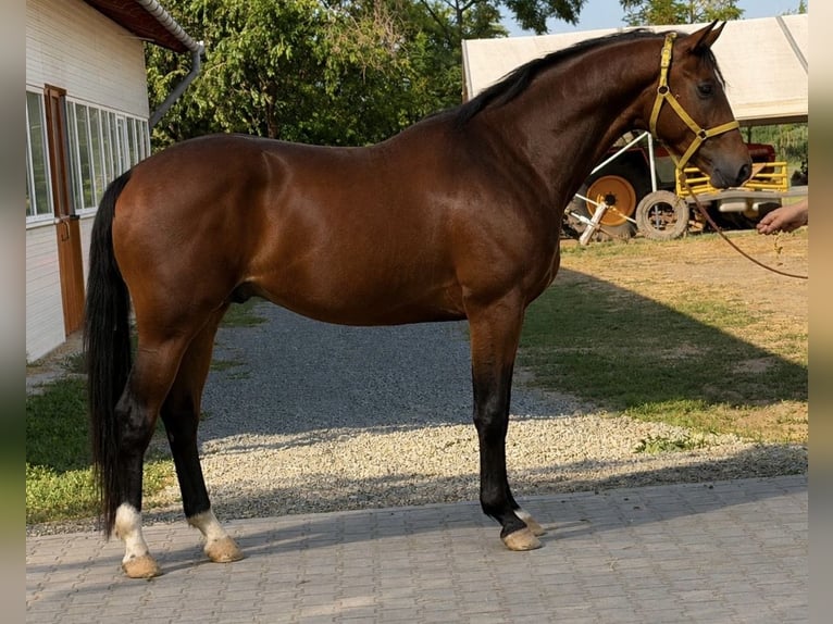 Węgierski koń sportowy Ogier 3 lat 168 cm Gniada in Kisbér