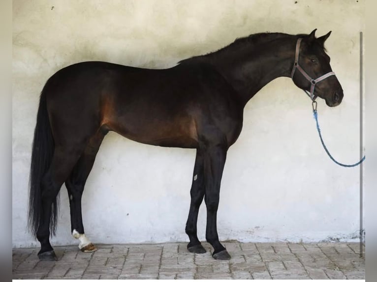 Węgierski koń sportowy Ogier 4 lat 176 cm Skarogniada in Hausen bei Würzburg