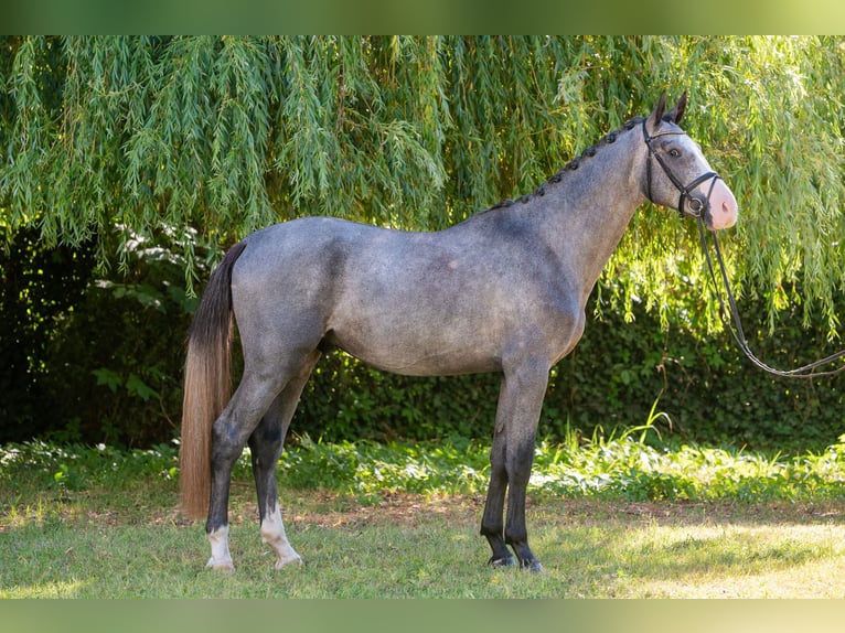 Węgierski koń sportowy Ogier 4 lat 177 cm Siwa in Debrecen